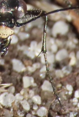 Cicindela punctulata