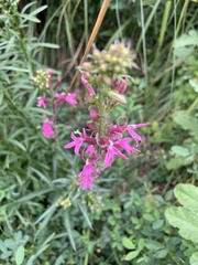 Lythrum californicum