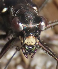 Cicindela punctulata