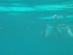 Trachinotus ovatus