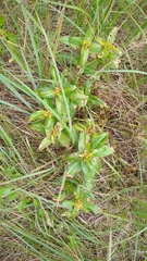 Gentiana cruciata