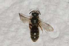 Lasioglossum bruneri