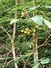 Senna fruticosa