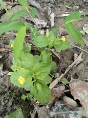 Erythranthe nepalensis