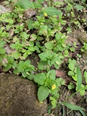 Erythranthe nepalensis