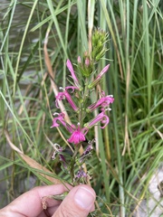 Lythrum californicum
