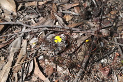 Gompholobium pinnatum