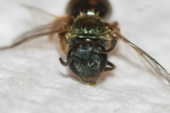 Lasioglossum bruneri