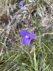 Patersonia