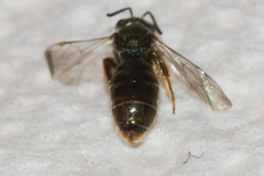 Lasioglossum bruneri