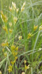 Juncus oxymeris