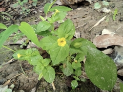 Erythranthe nepalensis