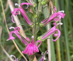 Lythrum californicum