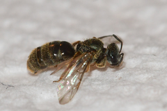 Lasioglossum bruneri