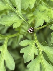 Zygogramma suturalis