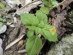 Erythranthe nepalensis