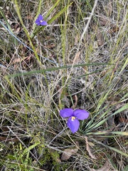 Patersonia