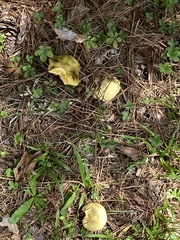 Russula parvovirescens