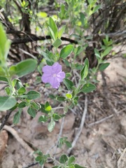 Ruellia parryi