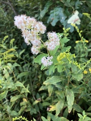 Spiraea