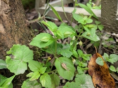 Erythranthe nepalensis