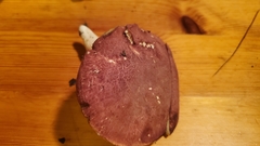 Xanthoconium purpureum