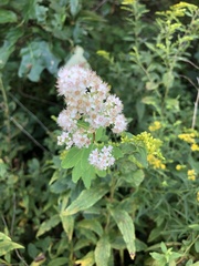 Spiraea