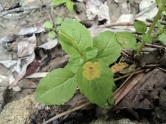 Erythranthe nepalensis