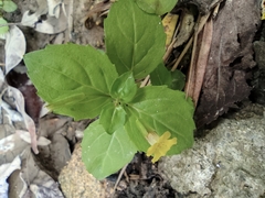 Erythranthe nepalensis