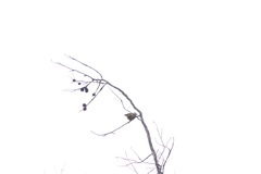 Ptiliogonys cinereus