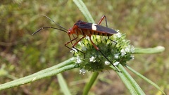 Hypselonotus interruptus