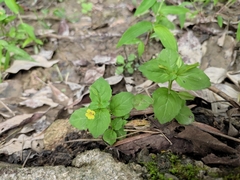 Erythranthe nepalensis