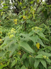 Montanoa