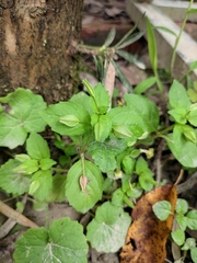 Erythranthe nepalensis
