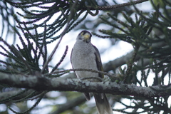 Manorina melanocephala