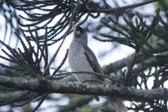 Manorina melanocephala