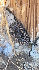 Crotalus oreganus helleri