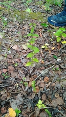 Scutellaria galericulata