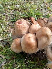 Micacei