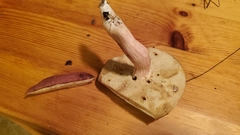 Xanthoconium purpureum