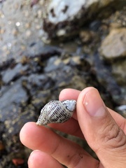 Acanthinucella punctulata