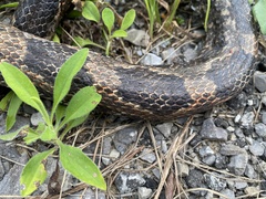 Pantherophis spiloides