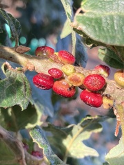 Disholcaspis mellifica