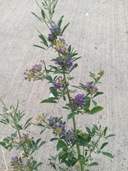 Medicago