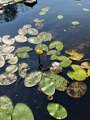 Nuphar variegata
