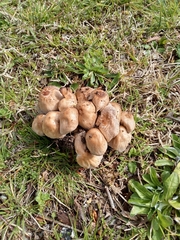 Micacei