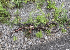 Pantherophis spiloides