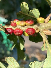 Disholcaspis mellifica