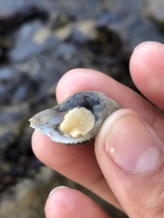 Acanthinucella punctulata