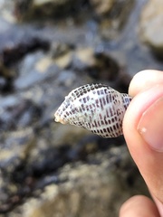 Acanthinucella punctulata